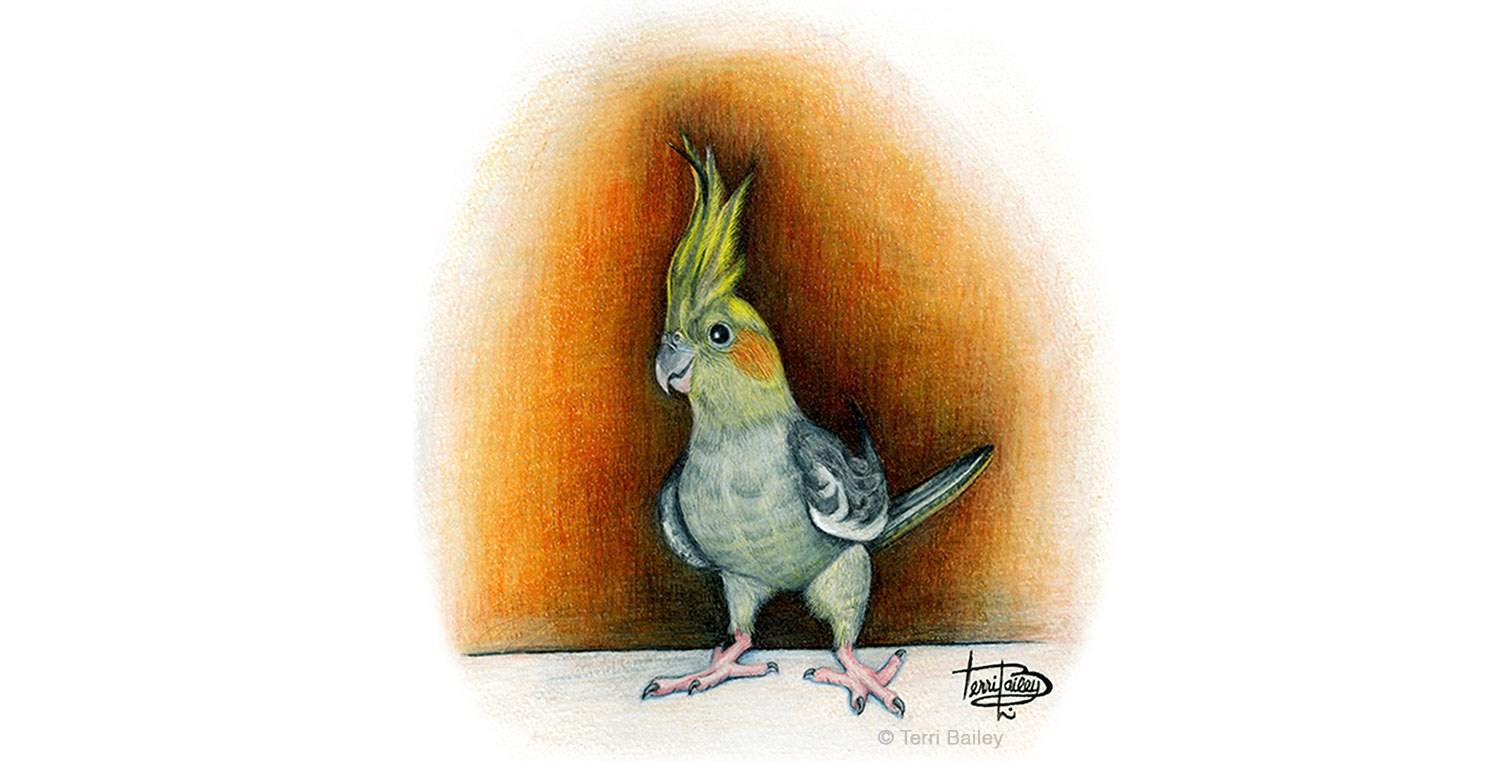 Spike the cockatiel standing and posing